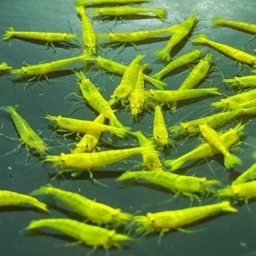 黃綠米蝦（10隻組）