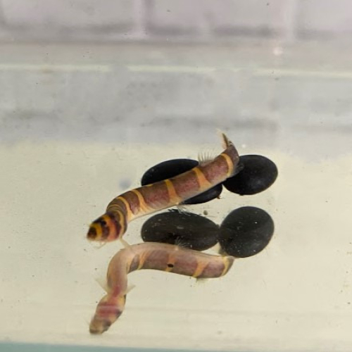 蛇魚（5隻組）